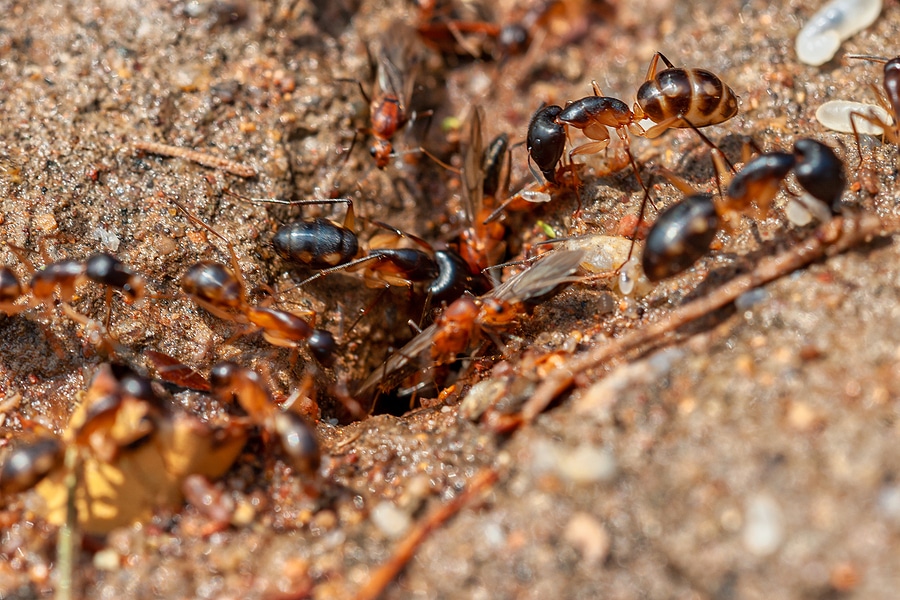 What to Do If Termites Invade Your Home