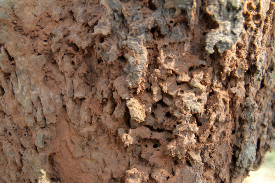 Is a Termite Inspection Essential When Purchasing a Home