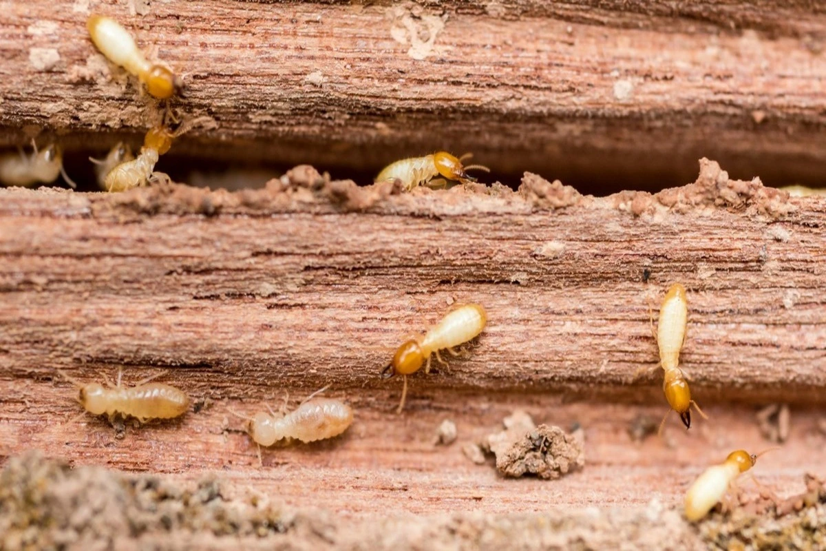 How to Prepare Your Home for a Termite Inspection: Essential Tips and Tricks