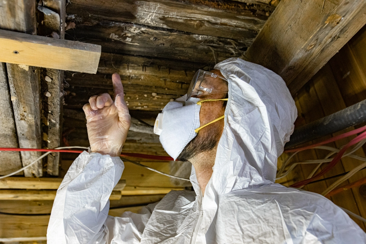 How The Termite Inspection Process Works