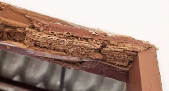 What Is WDI Inspection And Why Do We Need It?