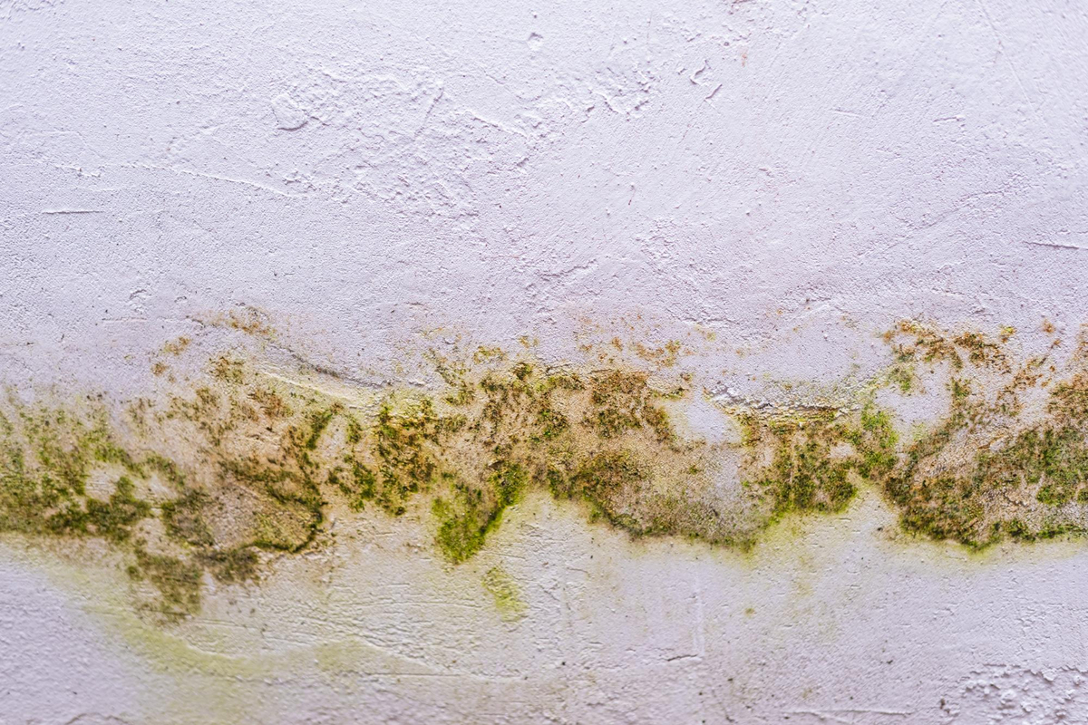 7 Common Areas Inspectors Check for Mold in Homes